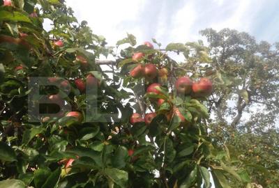 Vanzare Casa in Sacele - Locuin?a cu Teren Generos cu - 24