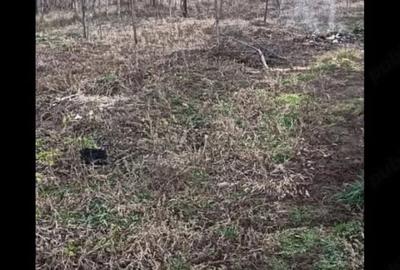 Casă cu 4 camere cu Teren 3500 Mp în Podgoria - 3