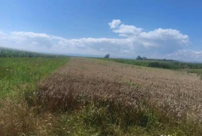 Teren de 10000 mp, în Măneuți - 4