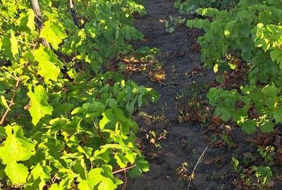 Galati, 1 ha vita de vie si casa 3 cam, pretabil amenajare turism viticol - 4