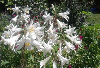 Casă cu 11 camere cu Teren 2200 Mp în Crișan - 12