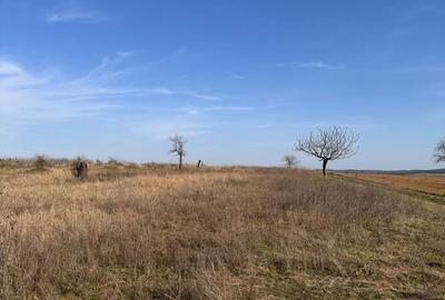 Teren de 6707 mp, în Cetariu - 5