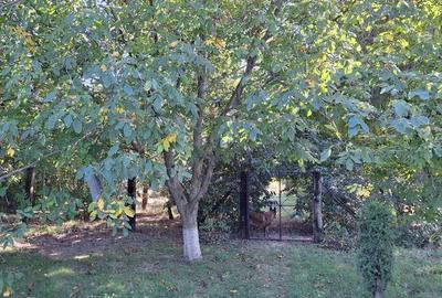 Casă cu 6 camere cu Teren 7200 Mp în Mihai Eminescu - 1