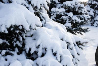 Apartament cu curte proprie si 2 parcari, de inchiriat in Adora Forest - 5