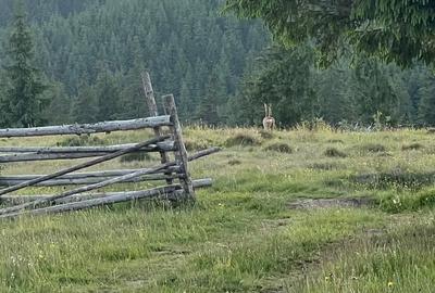 Teren de 500000 mp, în Ciocănești - 6