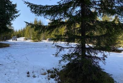 Teren Construcții intravilan de 5000 mp, în Băișoara - 4