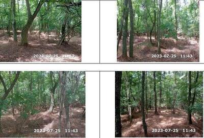 Teren padure, cota de 1/48 Horgesti, ID: R2325871 - 11