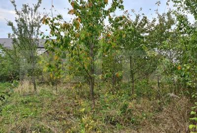 Case individuale, 300mp util,3000mp teren, zona Serbauti - 5