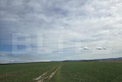 Tern extravilan 24,3504 ha, Ardud - 6