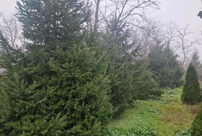 Casă cu 5 camere în Scorțaru Vechi - 5