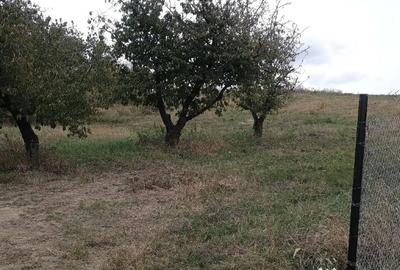 Teren de 1420 mp, în Chicerea