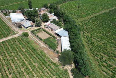 Crama de vanzare in zona 0 a podgoriilor din Vrancea - 2