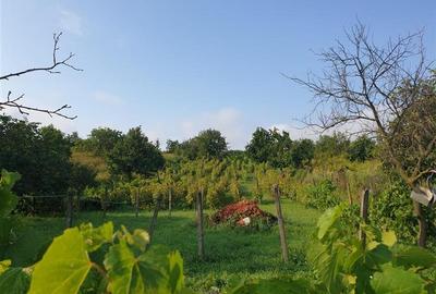 Teren Intravilan 5300 mp Chiperesti - 4