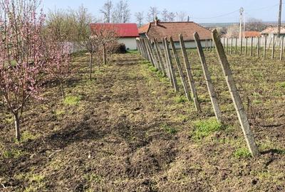 Teren de 3050 mp, în Belcești - 3