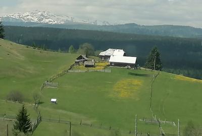 Teren de 45000 mp, în Ortoaia - 3