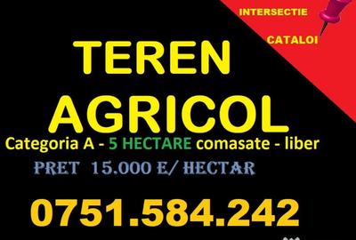 Teren de 50000 mp, în Cataloi - 3