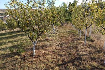 Teren agricol intravilan de 730 mp, în Sud-Vest - 7