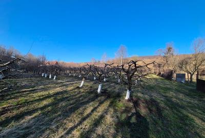 Teren agricol extravilan de 6000 mp, în Vest - 2