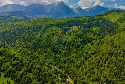 Teren de 14400 mp, în Cheile Râșnoavei - 5