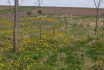 Teren de 11400 mp, în Ciprian Porumbescu - 2