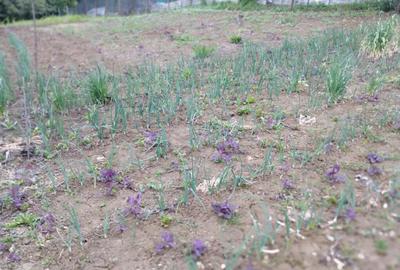 Bucium!Teren intravilan cu casa,1500mp! - 3