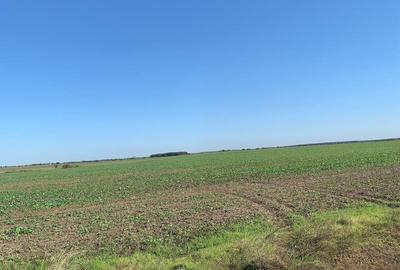 Vanzare  Teren Extravilan Afumati  12,8 Hectare (3eur/mp) - 1