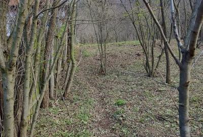 Proprietar vând teren intravilan 1491 mp Băile Herculane (Pecinișca-Păstrăvărie) - 9