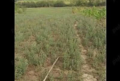 Teren de 3750 mp, în Husasău de Tinca - 8