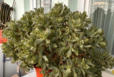 Apartament spa?ios, ideal pentru familie zona Tomis Nord, C - 9