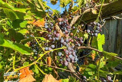 Spațiu comercial, în Zagon - 11