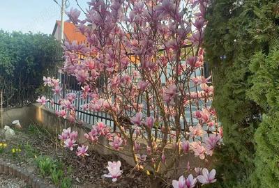 Casa singur in curte cartier Lazaret Casa singur in curte cartier Lazaret - 9