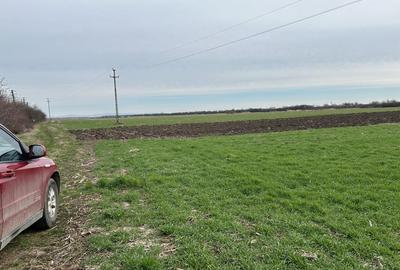 Vand parc.teren 7.800 mp(38x203),extravilan(posib.intravilan)la inrare in Zadareni - 3