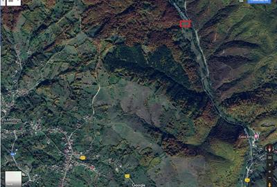 Vand teren si padure conifere in Albestii de Muscel. - 10