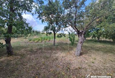 Casa veche, toate utilitatile, Pata, 5808 mp, tot intravilan, front 19,4m - 4