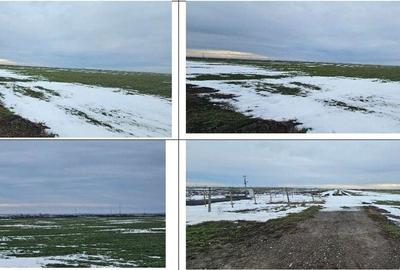 Teren de 20000 mp, în Dragalina - 1