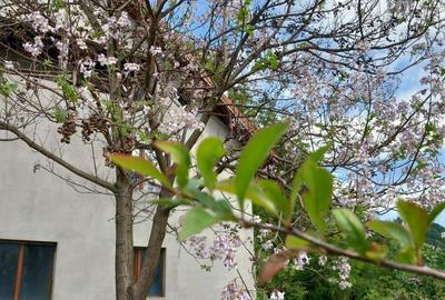 Vila la gri Cerasu Prahova - 7