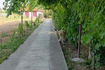 Livada 600pomi de 12 ani,cu casa 2camere,baie ,bucatarie,10000mp - 8