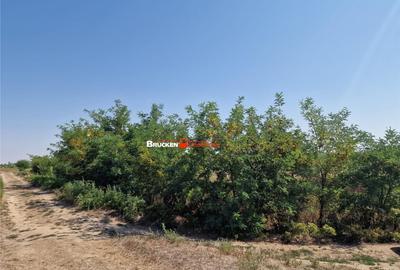 Teren de 1773 mp, în Toboliu - 2