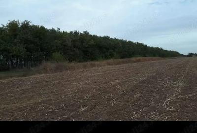 Teren de 400 mp, în Gruiu - 3
