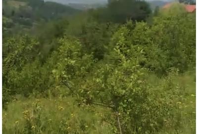 Teren de 5531 mp, în Drajna - 7