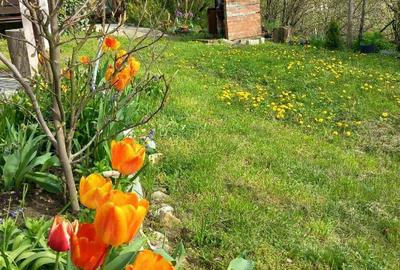 Casă cu 1 camere cu Teren 1100 Mp în Viișoara - 4