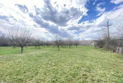 Teren de 7000 mp, în Berevoești - 3
