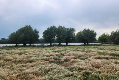 Spațiu comercial, în Pardina - 6