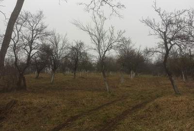 Teren de 3100 mp, în Berislăvești