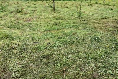 Casă cu 3 camere cu Teren 1500 Mp în Suciu de Sus - 3