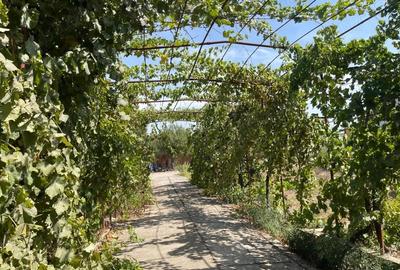 Casă cu 5 camere în Cobadin