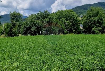 Teren 2743 mp, 2 fronturi, asfalt - Viisoara, Neamt - 7