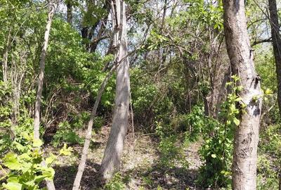 Teren intravilan 3.250 mp in File?ti Ideal pentru casa sau investi?ie! - 11