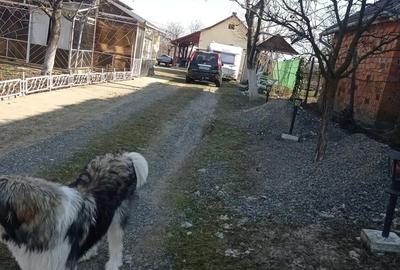 Casă cu 4 camere în Viile Satu Mare - 4