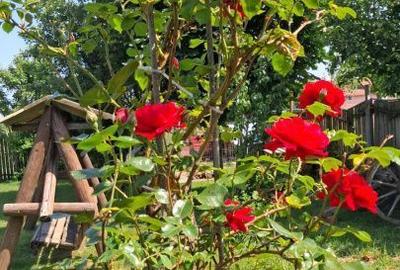 Spațiu comercial, de 270 mp, în Viștișoara - 19